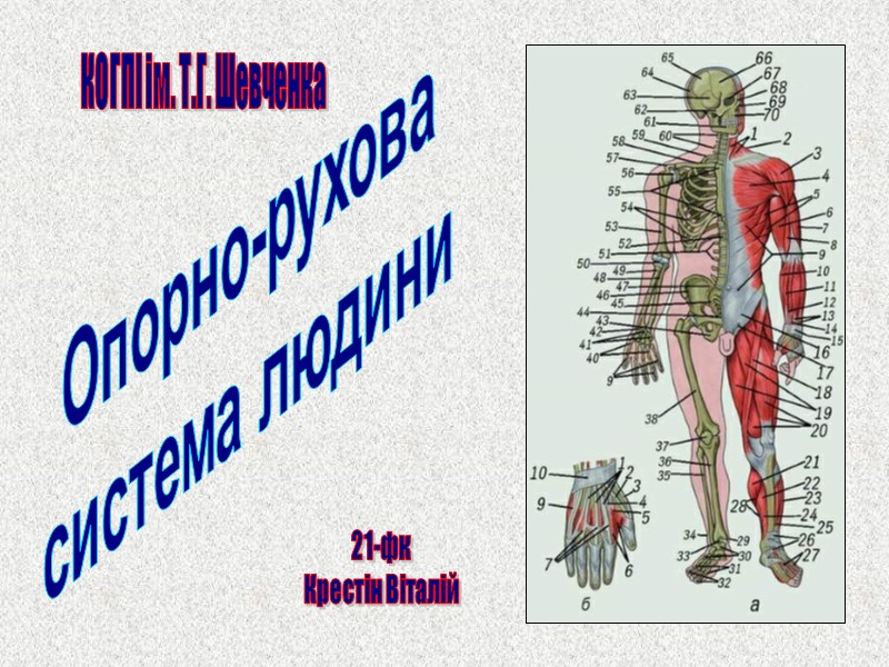Опорно-рухова система людини КОГПІ ім. Т.Г. Шевченка 21-фк Крестін Віталій